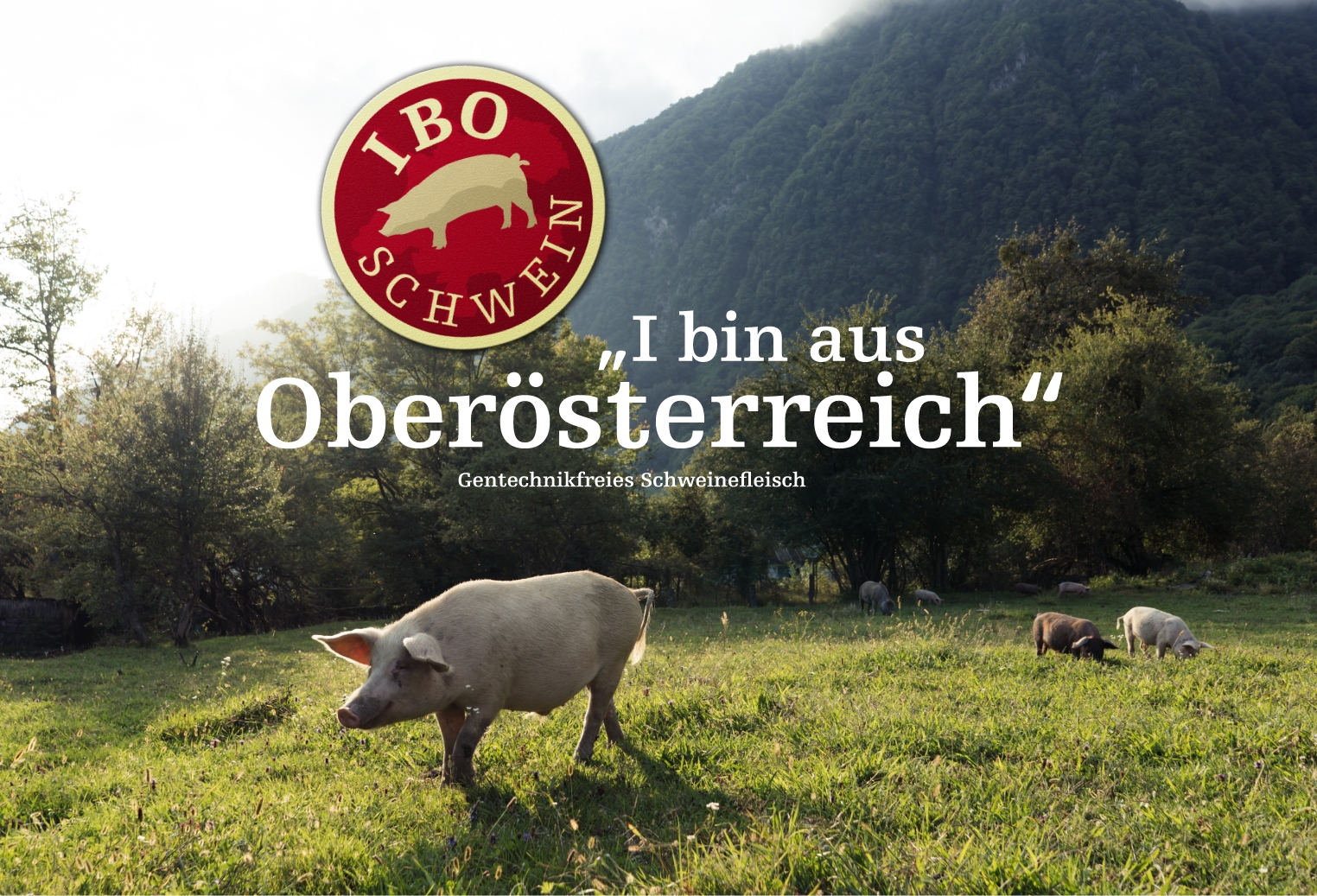 identity werbedesign logos ibo schwein i bin aus oeberoesterreich
